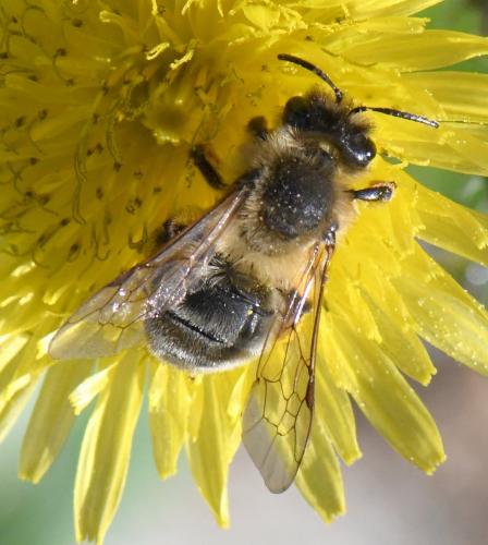 Andrena sp.